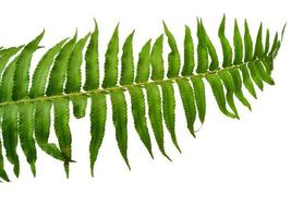 Green Polypodiophyta leaves isolated on white background. Green leaf texture photo