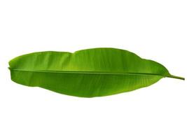 Musaceae or Banana leaf on white background photo