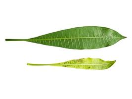 Plumeria or Frangipani leaves isolated on white background photo