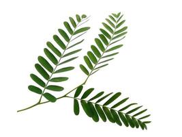 Green leaf on white background. Plant with green leaves photo