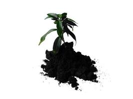 Small plant on pile of soil. Young plant in soil humus on a white background photo