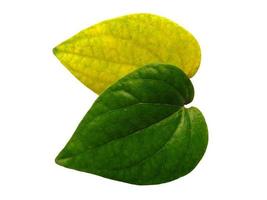 betel leaf isolated on white background photo