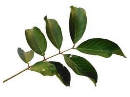 Nephelium lappaceum leaves or rambutan leaf on white background photo