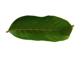 Nephelium lappaceum leaves or rambutan leaf on white background photo