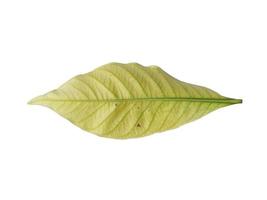 Kacapiring or Gardenia augusta or cape jasmine leaves isolated on white background photo