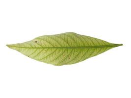 Kacapiring or Gardenia augusta or cape jasmine leaves isolated on white background photo