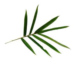 Bamboo leaves Isolated on a white background. Bamboo leaf on white background photo