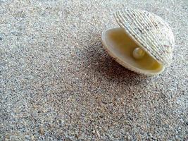 Sea shell with a pearl in the sand photo