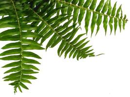 Green Polypodiophyta leaves isolated on white background. Green leaf texture photo