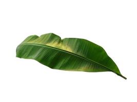 Musaceae or Banana leaf on white background photo