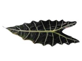 hoja de anthurium crystallinum o alocasia aislada sobre fondo blanco foto