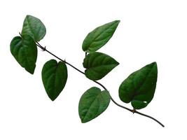 Piper retrofractum leaves or java chili leaf on white background photo