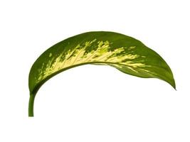 Aglaonema leaf on white background photo