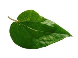 fondo de hoja verde. hojas verdes en forma de corazón. hoja de betel verde aislada sobre fondo blanco foto