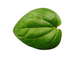 Green leaf background. Heart shaped green leaves. Green betel leaf isolated on white background photo