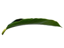 Red Ginger or Alpinia purpurata leaves isolated on white background photo