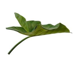 Eddoe leaves or wild taro leaf on white background photo