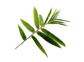 Bamboo leaves Isolated on a white background. Bamboo leaf on white background photo