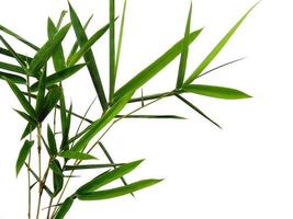 Bamboo leaves Isolated on a white background. Bamboo leaf on white background photo