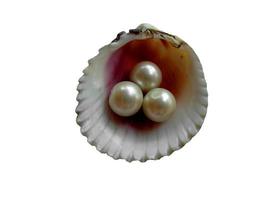 Sea shell with a pearl inside photo