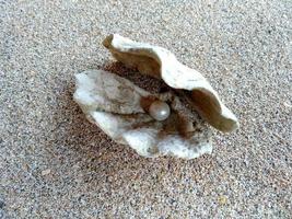 Sea shell with a pearl in the sand photo