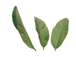 Psidium guajava or guava leaves Isolated on white background photo