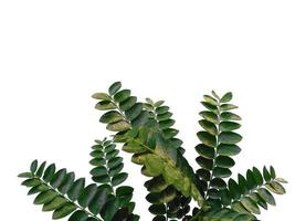 planta verde u hojas verdes aisladas sobre fondo blanco foto