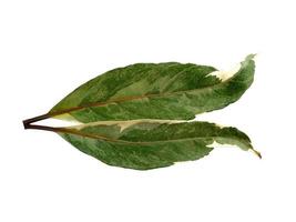 Green leaf isolated on white background photo