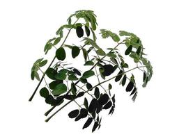 hojas de moringa oleifera o árbol de baquetas sobre fondo blanco foto