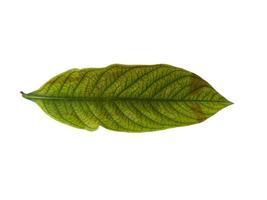 Kacapiring or Gardenia augusta or cape jasmine leaves isolated on white background photo