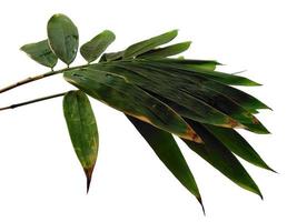 Bamboo leaves Isolated on a white background. Bamboo leaf on white background photo