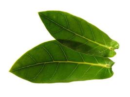 Calotropis gigantea or giant calotrope leaves Isolated on white background photo