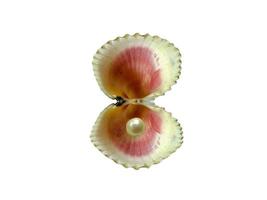Seashell with pearl isolated on white background photo