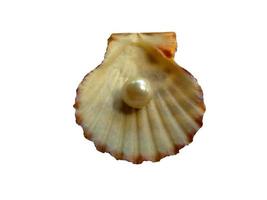 Shell and pearl isolated on white background photo