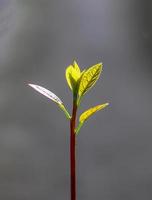 Closeup of an avocado seedling plant photo