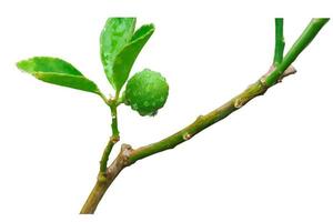 Close up of young lime tree isolated on white background photo