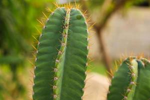 Closeup of cactus plant photo