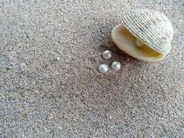 concha con una perla en la arena de una playa foto