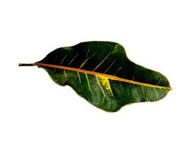Codiaeum variegatum leaf Isolated on white background photo