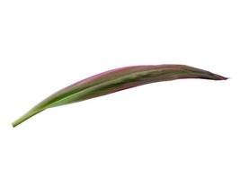 Cordyline fruticosa leaves or hanjuang leaf on white background photo