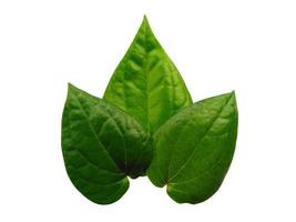 Green leaf background. Heart shaped green leaves. Green betel leaf isolated on white background photo