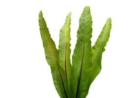 Asplenium nidus plant on white background photo