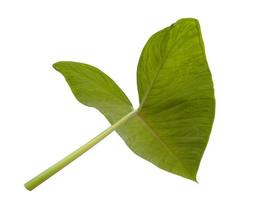 Eddoe leaves or wild taro leaf on white background photo