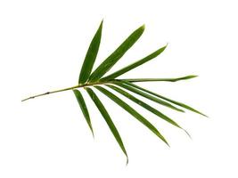 Bamboo leaves Isolated on a white background. Bamboo leaf on white background photo