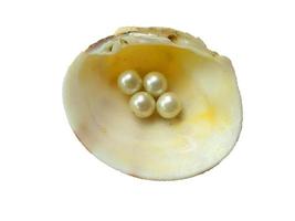 Sea shell with a pearl inside photo