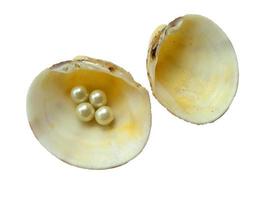 Sea shell with a pearl inside photo