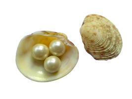 Shell and pearl isolated on white background photo