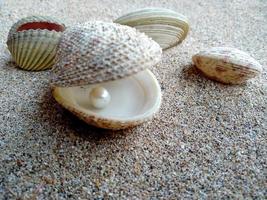 Shell with a pearl on a beach sand photo