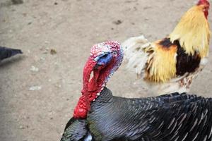 pavo con la nariz roja foto