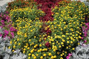 a large flowerbed with colorful flowers photo